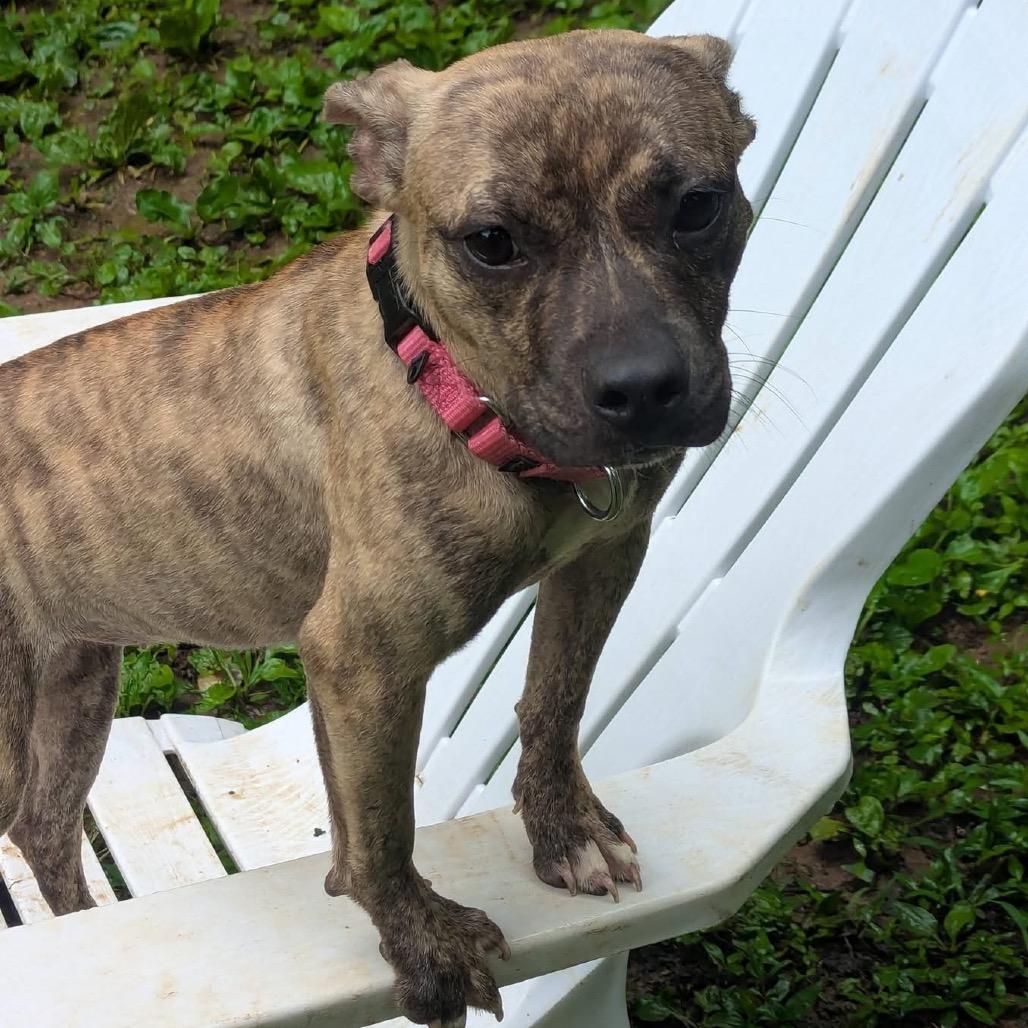 Chai, a Adoptable Pit Bull Terrier in West Chester, PA image 5/6