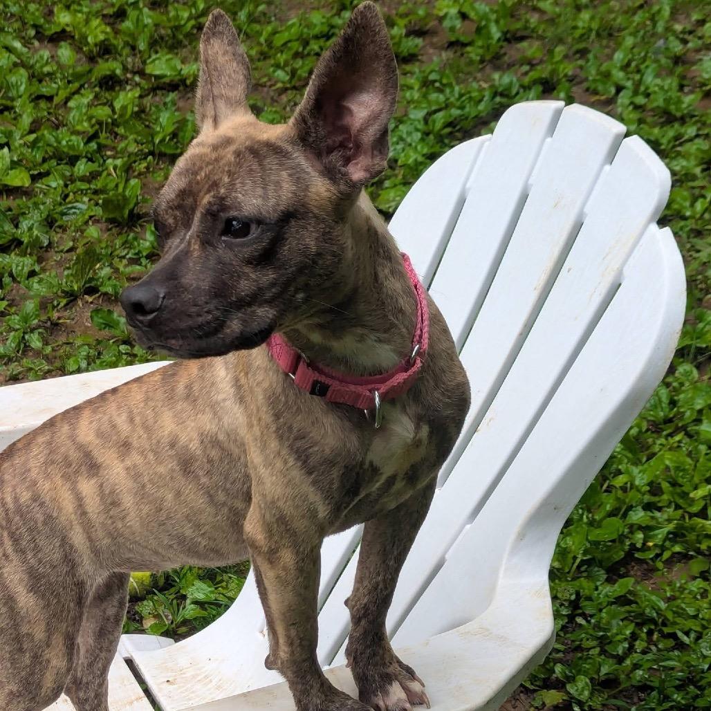 Chai, a Adoptable Pit Bull Terrier in West Chester, PA image 6/6