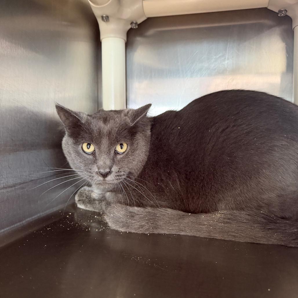 Gizmo, Adoptable, Adult Male Domestic Medium Hair.