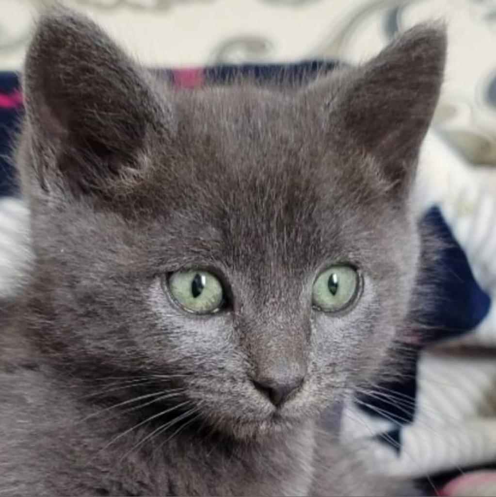 Enlarge Gizmo, a Adoptable Domestic Medium Hair in Spanish Fork, UT image 2/2