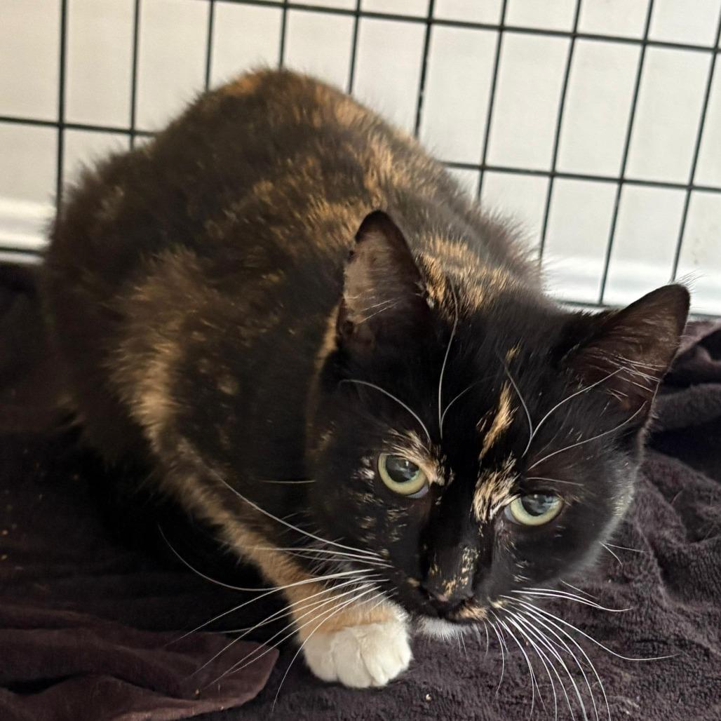 Marbles, Adoptable, Adult Female Domestic Short Hair.