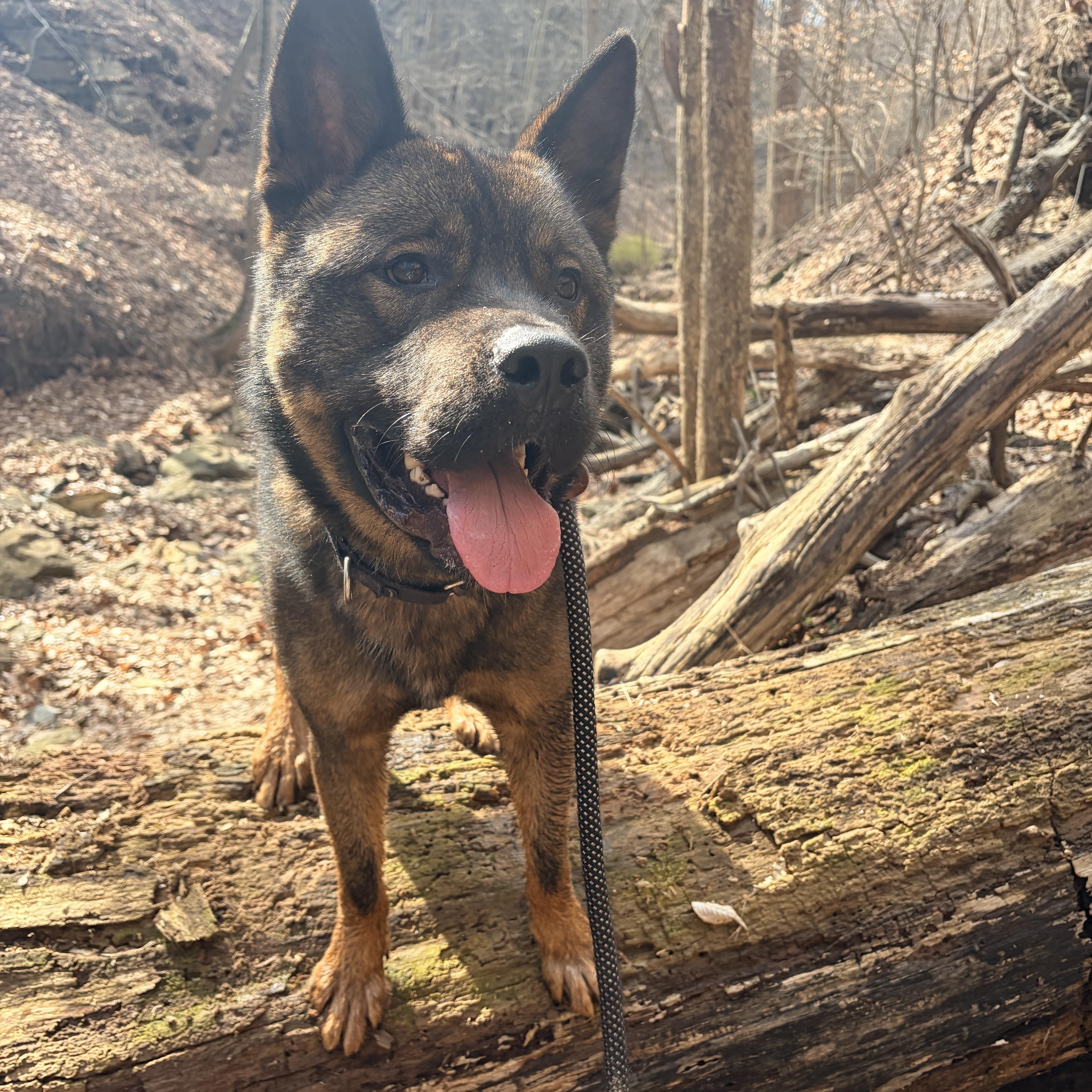 Louie , a ADOPTABLE mixed breed in White Oak, PA image 6/6