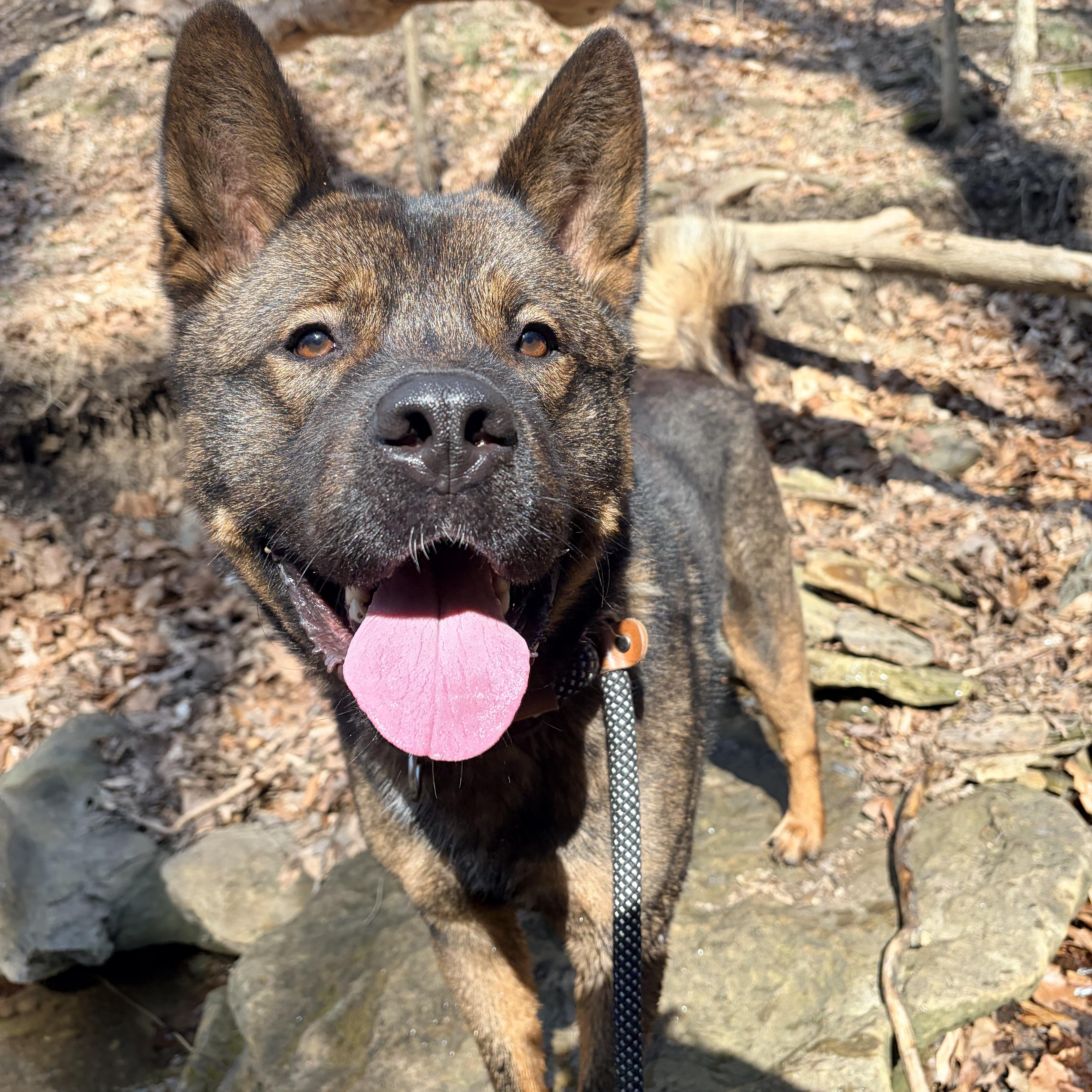 Louie , ADOPTABLE, Young Male Akita & Shepherd.