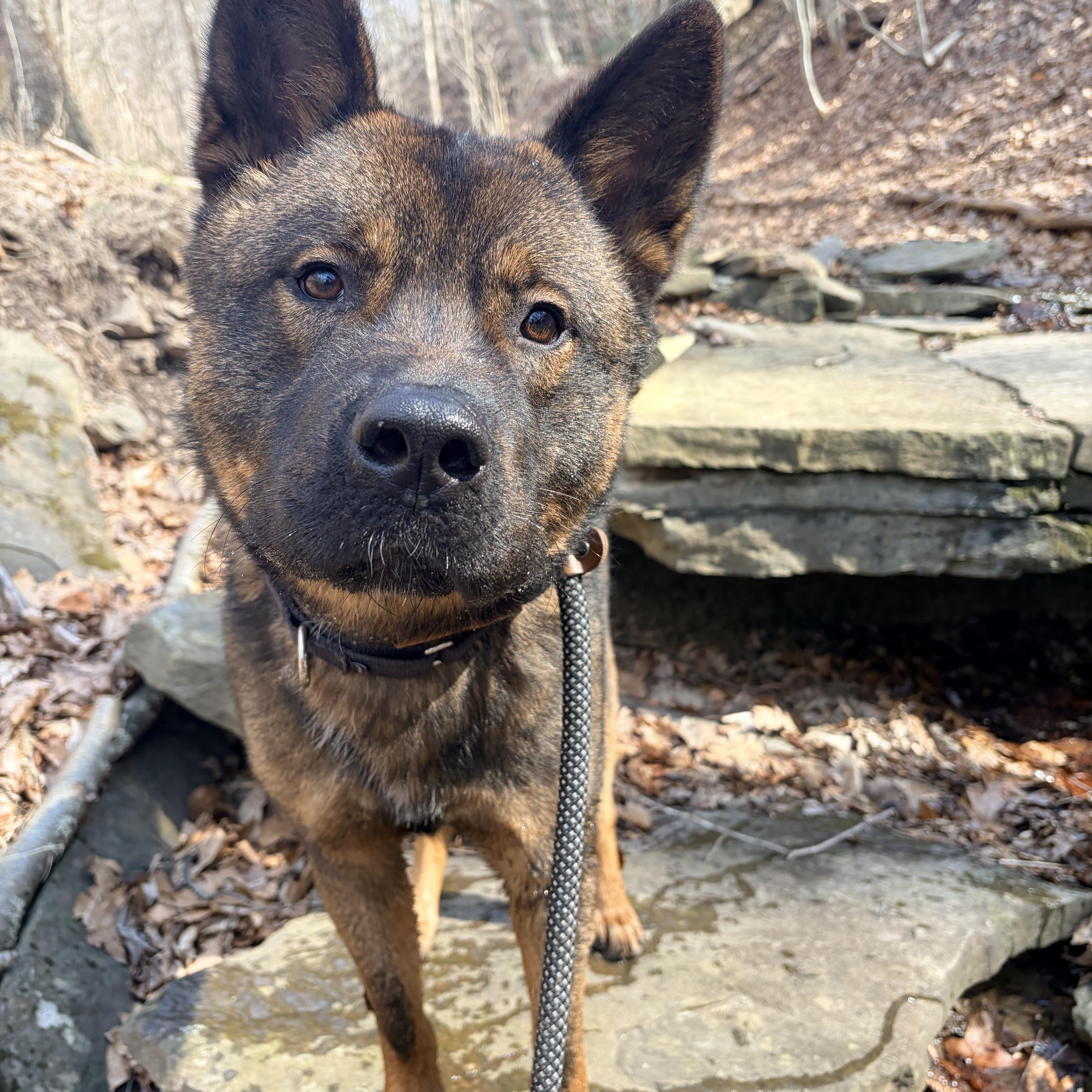Louie , a ADOPTABLE mixed breed in White Oak, PA image 5/6