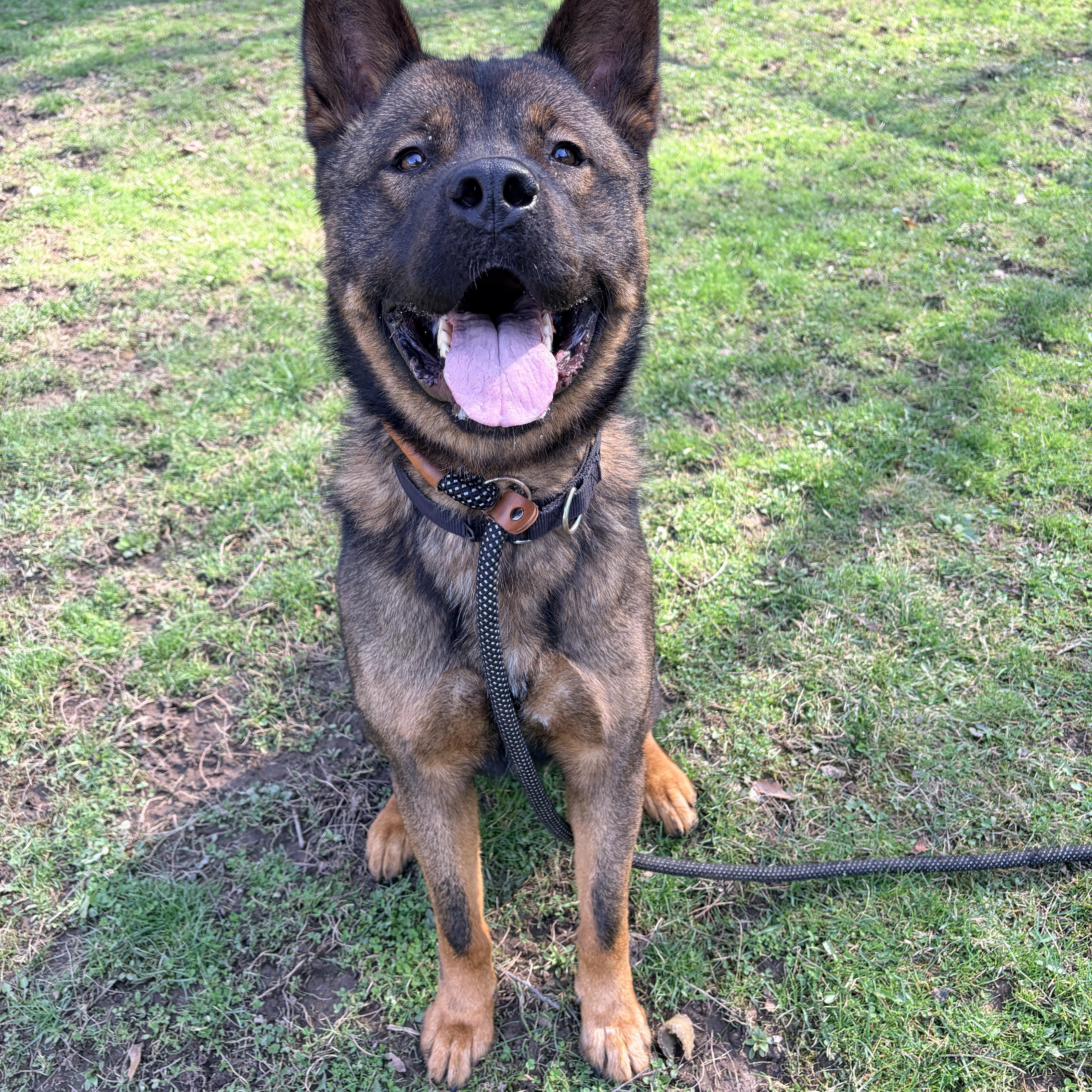 Louie , a ADOPTABLE mixed breed in White Oak, PA image 4/6
