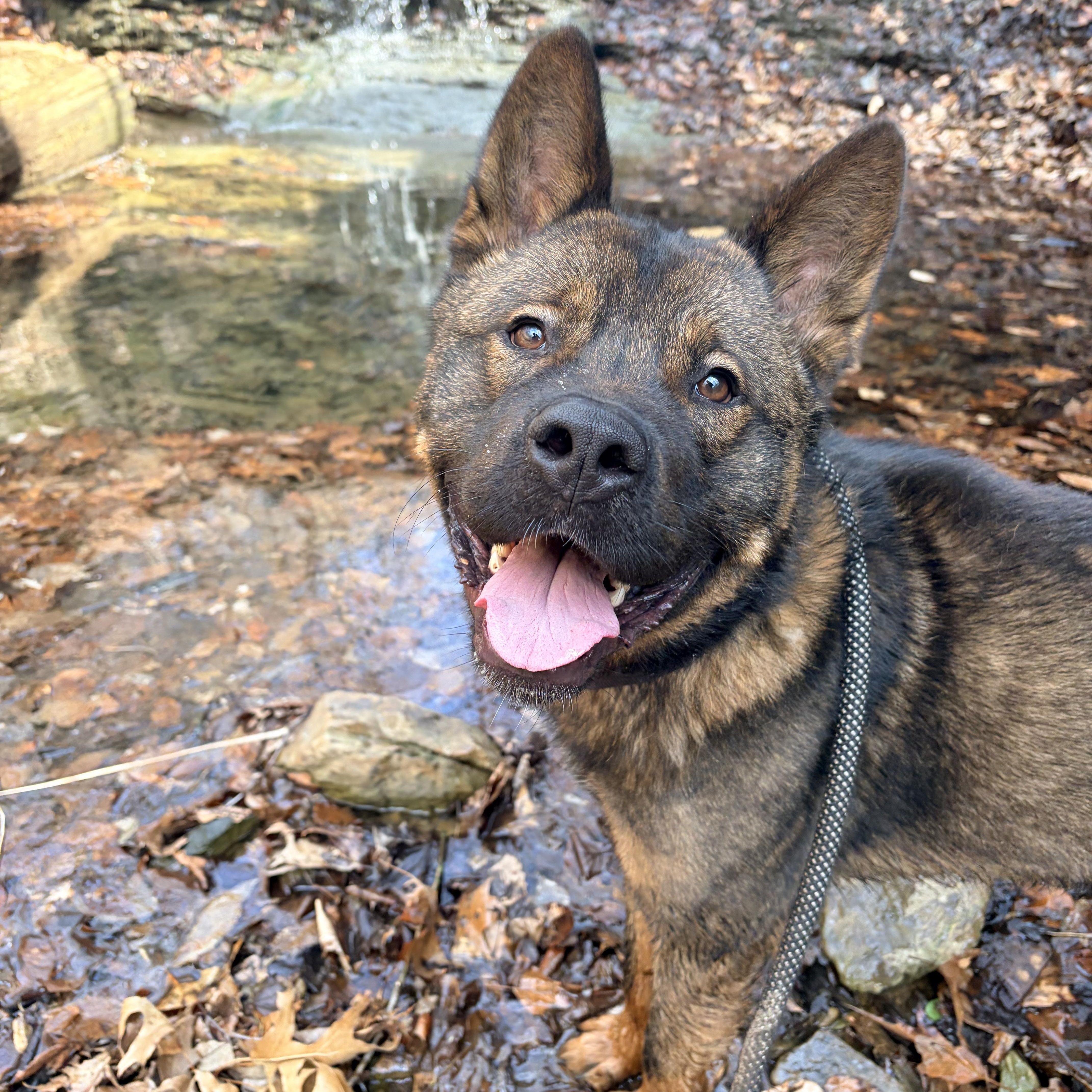 Louie , a ADOPTABLE mixed breed in White Oak, PA image 3/6