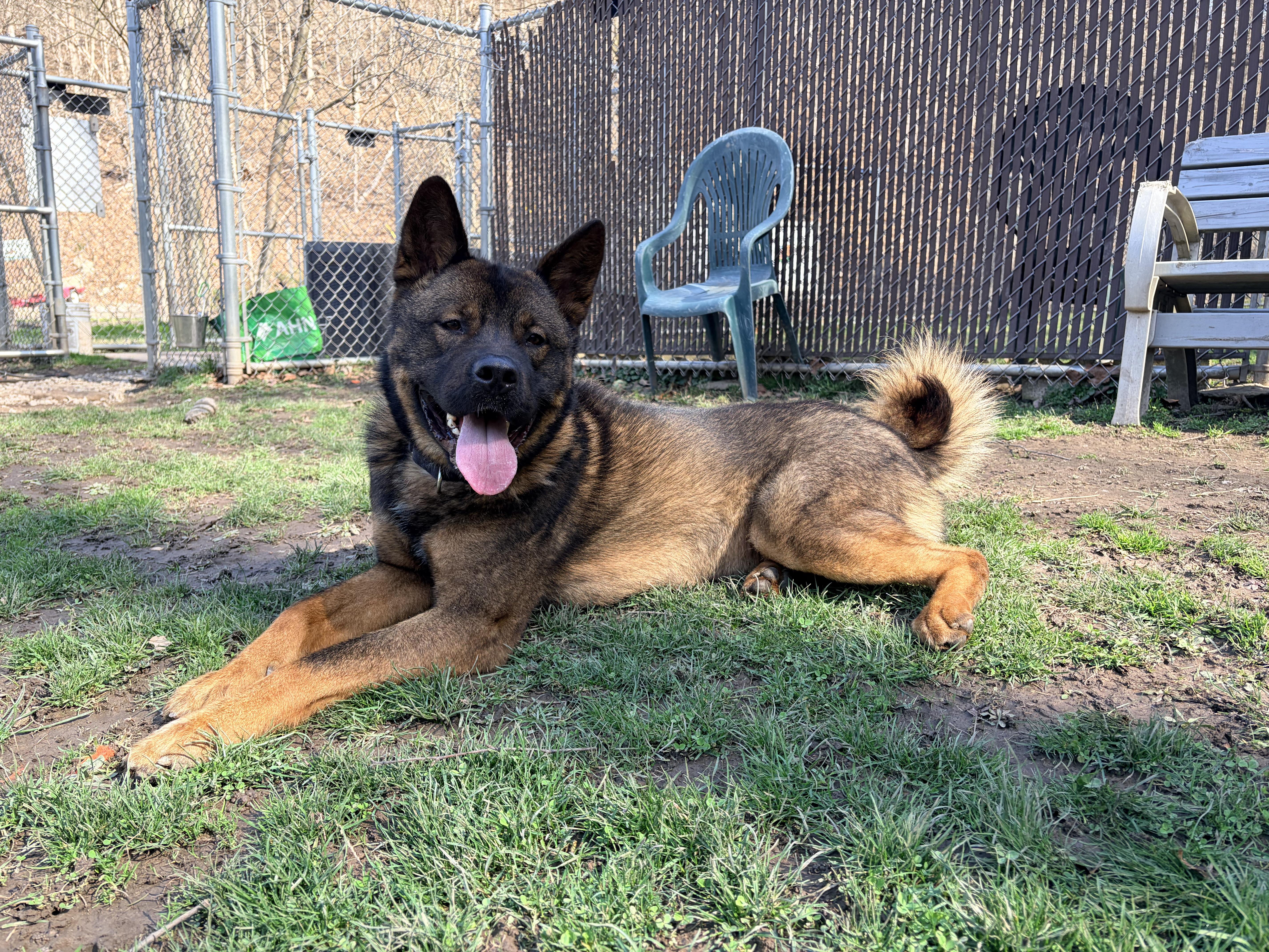 Louie , a ADOPTABLE mixed breed in White Oak, PA image 2/6
