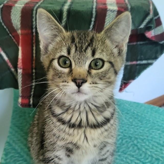 Enlarge Prosciutto, a ADOPTABLE Tabby in Minneapolis, MN image 1/4