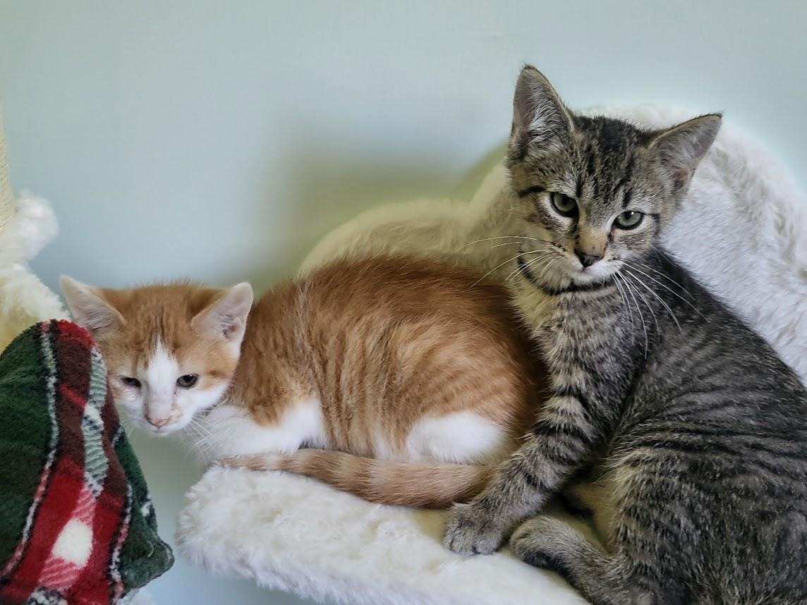 Enlarge Prosciutto, a ADOPTABLE Tabby in Minneapolis, MN image 3/4
