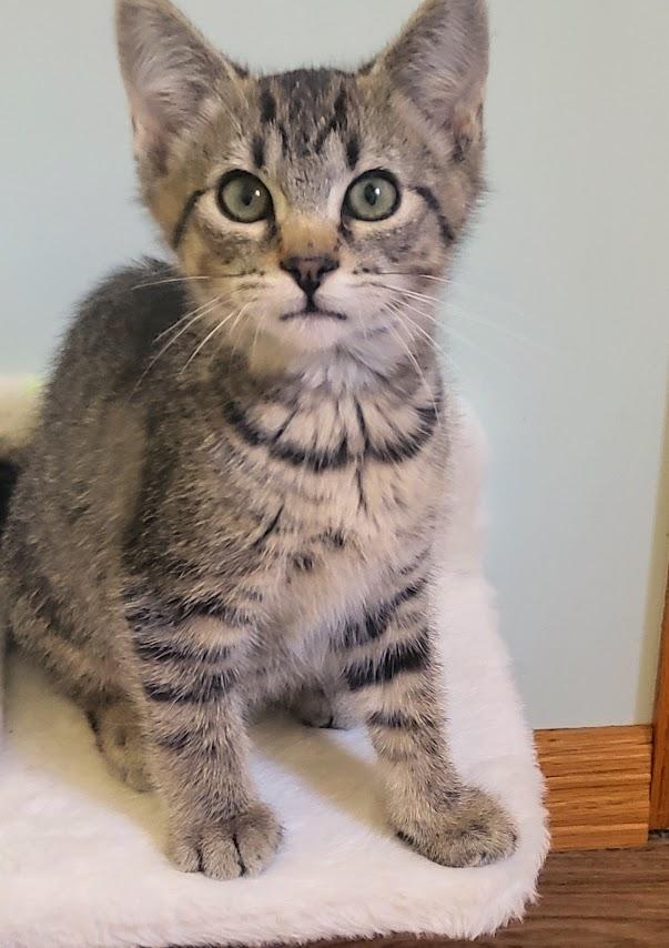 Enlarge Prosciutto, a ADOPTABLE Tabby in Minneapolis, MN image 4/4