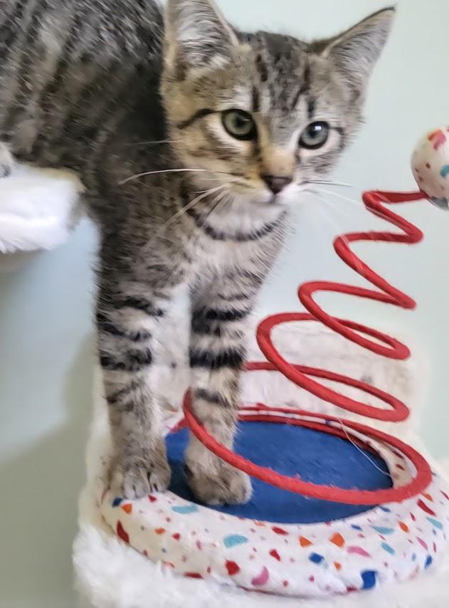 Enlarge Prosciutto, a ADOPTABLE Tabby in Minneapolis, MN image 2/4