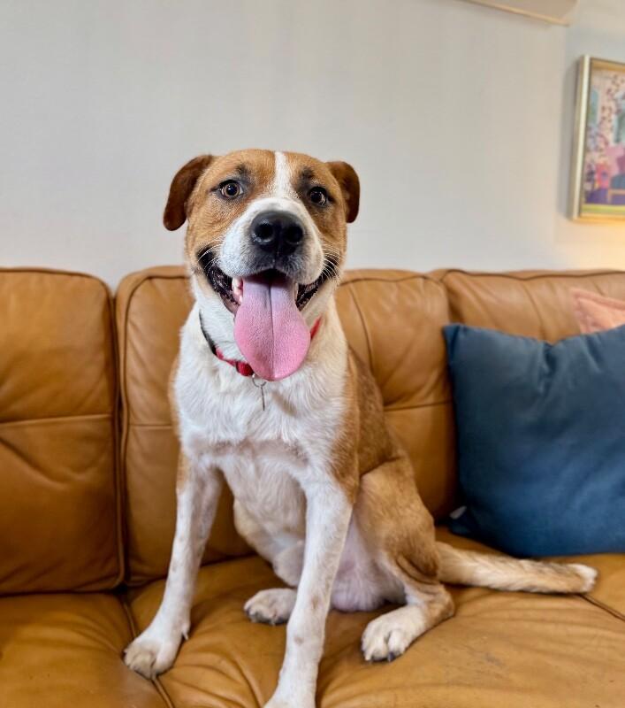 Beau Wiggles The Happy Go Lucky