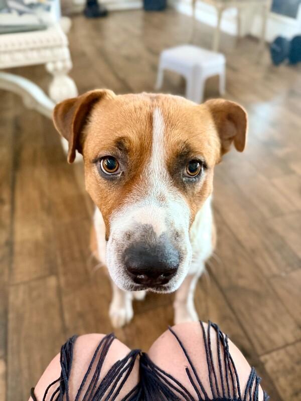 Beau Wiggles The Happy Go Lucky — thumbnail 3