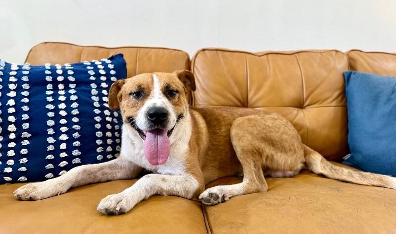 Beau Wiggles The Happy Go Lucky — thumbnail 4