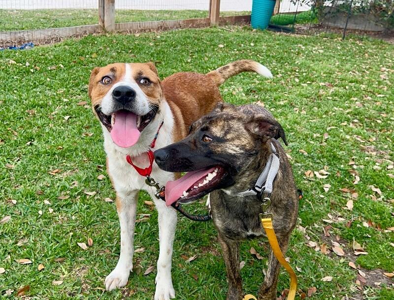 Beau Wiggles The Happy Go Lucky — thumbnail 5