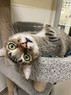 Enlarge Harvey, a Adoptable Tabby in Parlier, CA image 1/6