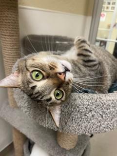 Harvey, Adoptable, Adult Male Tabby.