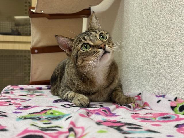 Enlarge Harvey, a Adoptable Tabby in Parlier, CA image 2/6