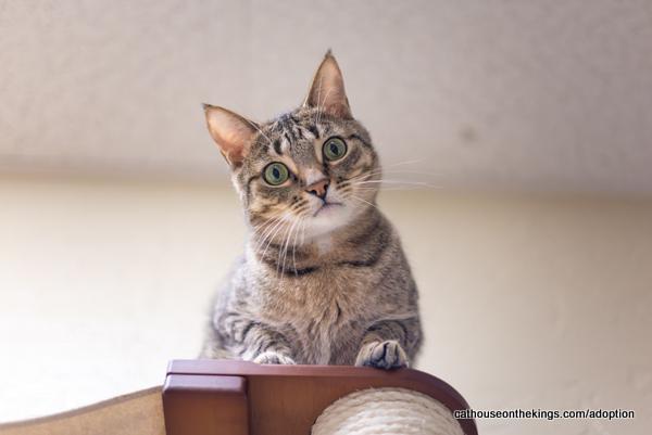 Enlarge Harvey, a Adoptable Tabby in Parlier, CA image 3/6