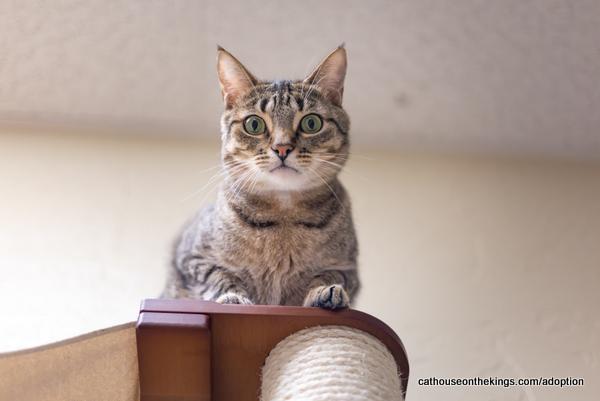 Enlarge Harvey, a Adoptable Tabby in Parlier, CA image 5/6