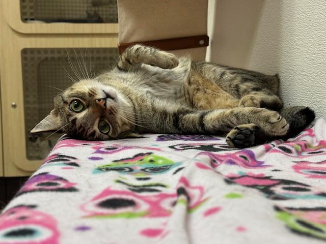 Harvey — thumbnail 6