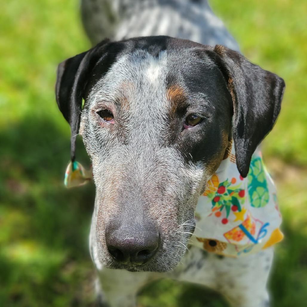 Laka, a Adoptable Mixed Breed in Keaau, HI image 1/6