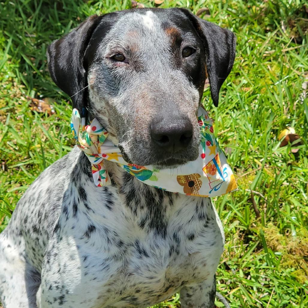 Laka, a Adoptable Mixed Breed in Keaau, HI image 2/6