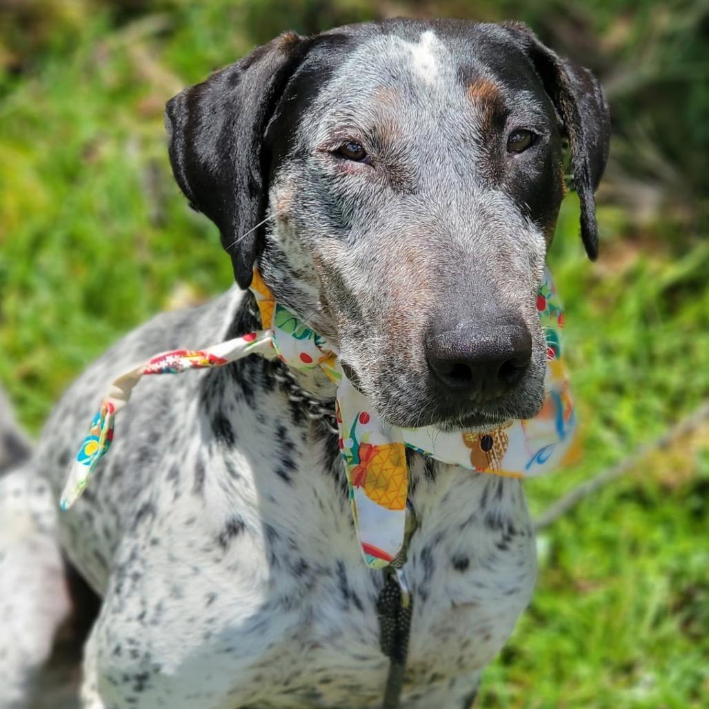 Laka, a Adoptable Mixed Breed in Keaau, HI image 3/6
