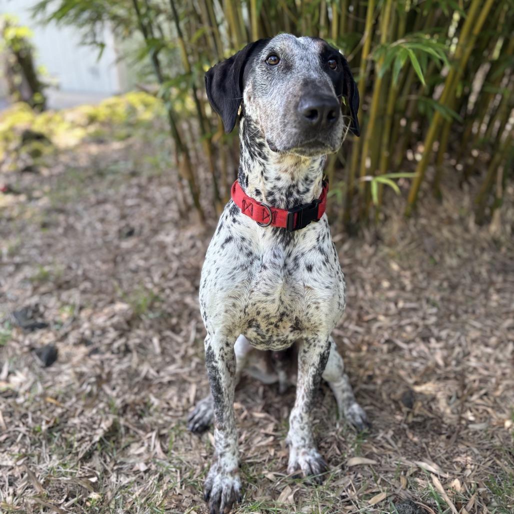 Laka, a Adoptable Mixed Breed in Keaau, HI image 4/6