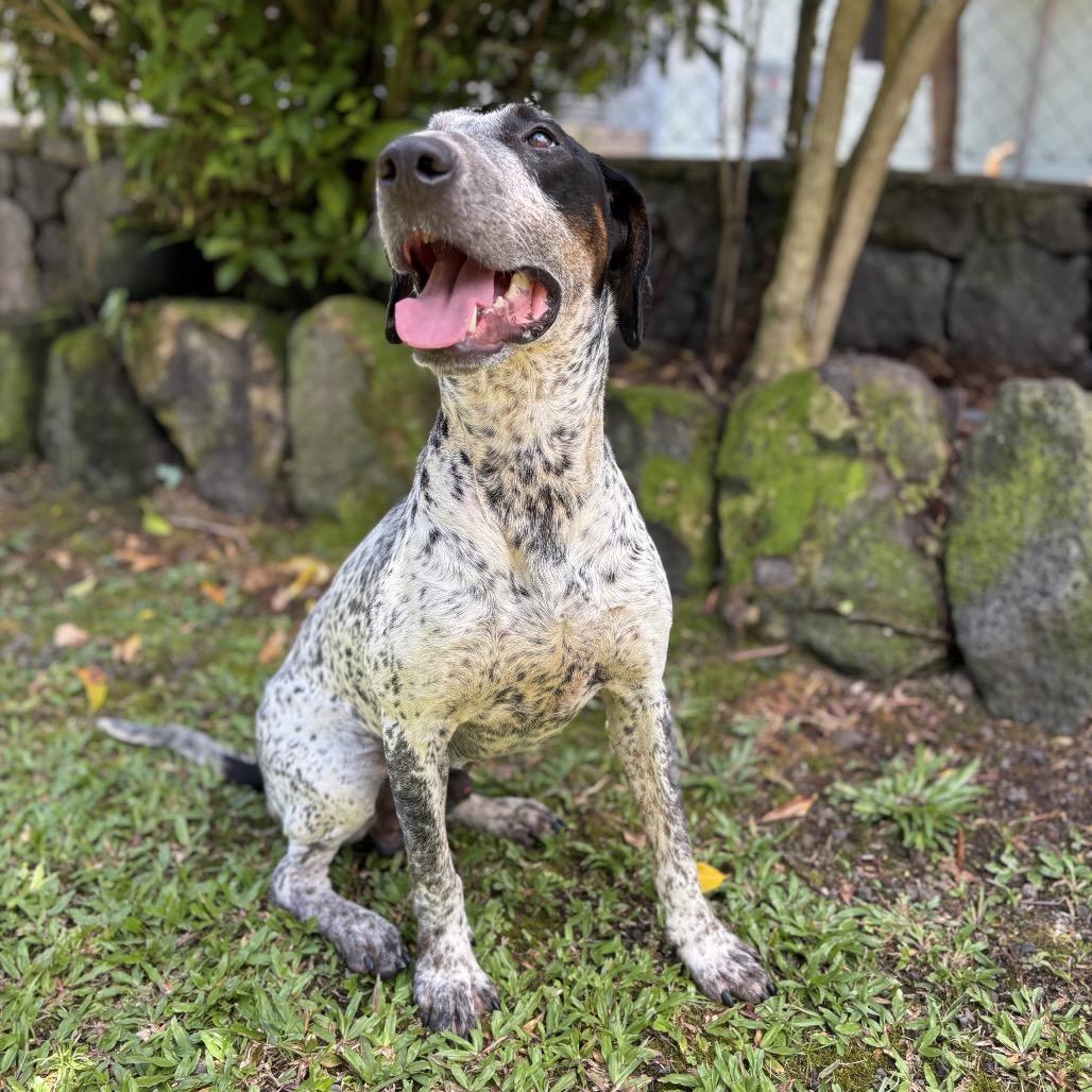 Laka, a Adoptable Mixed Breed in Keaau, HI image 5/6