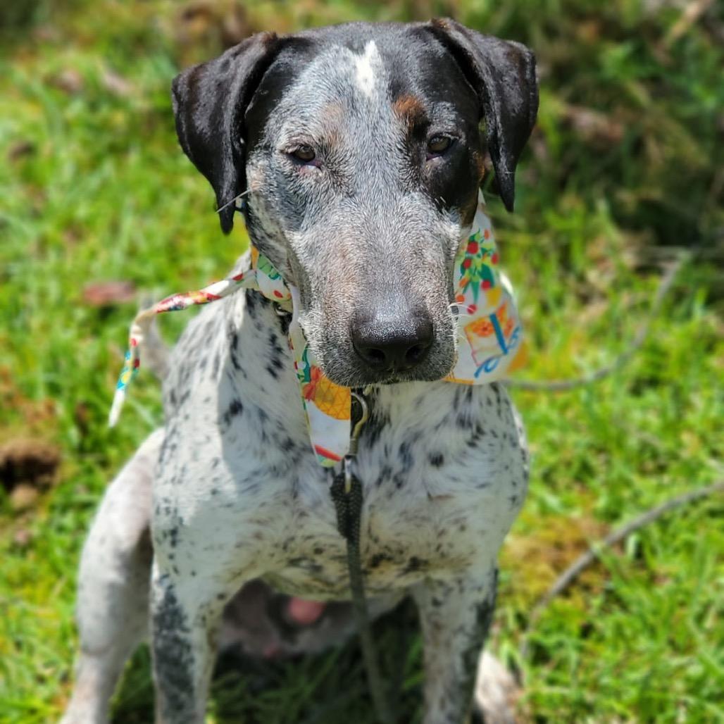 Laka, a Adoptable Mixed Breed in Keaau, HI image 6/6