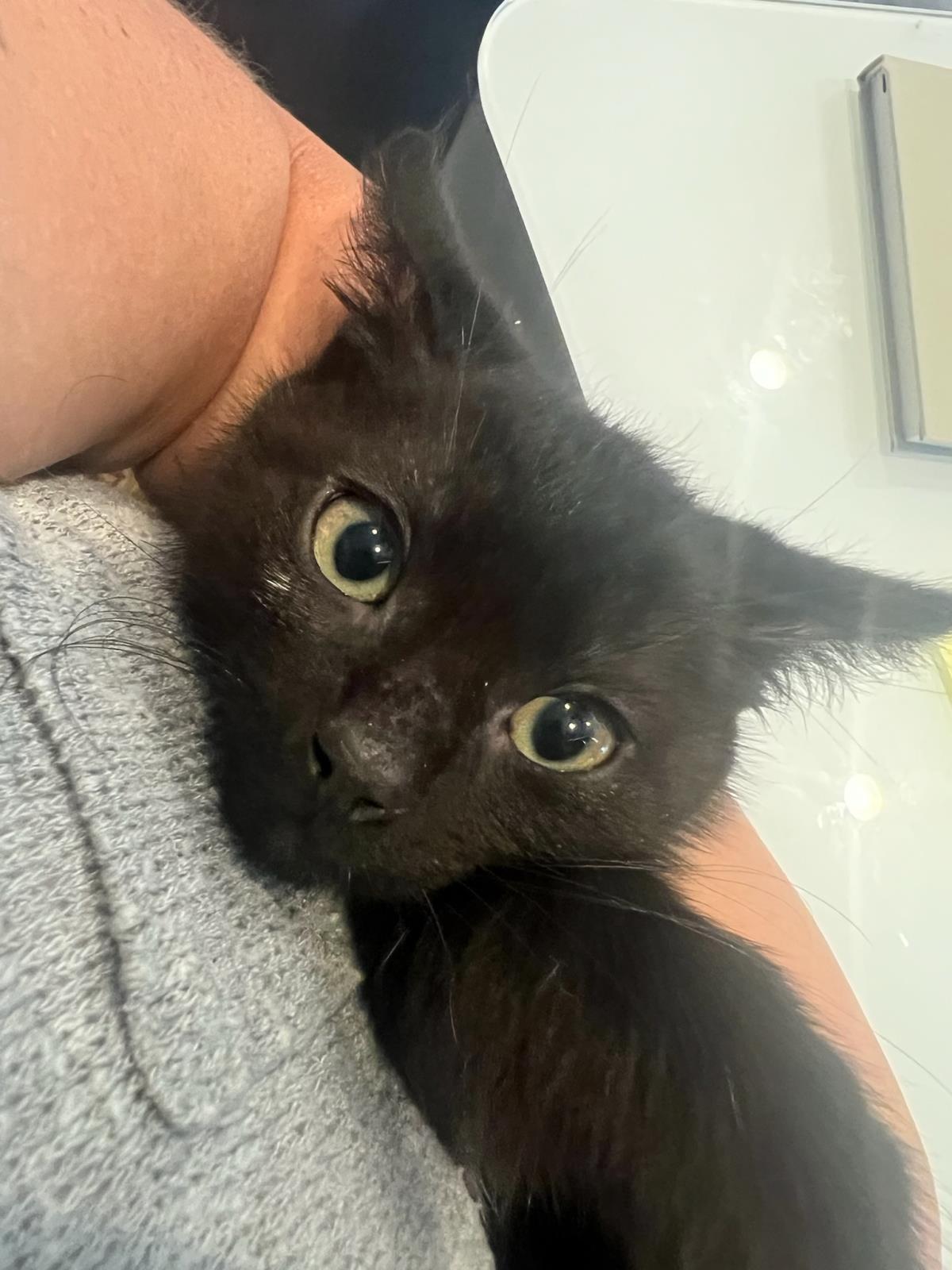 Zagr, Adoptable, Kitten Male Domestic Short Hair.