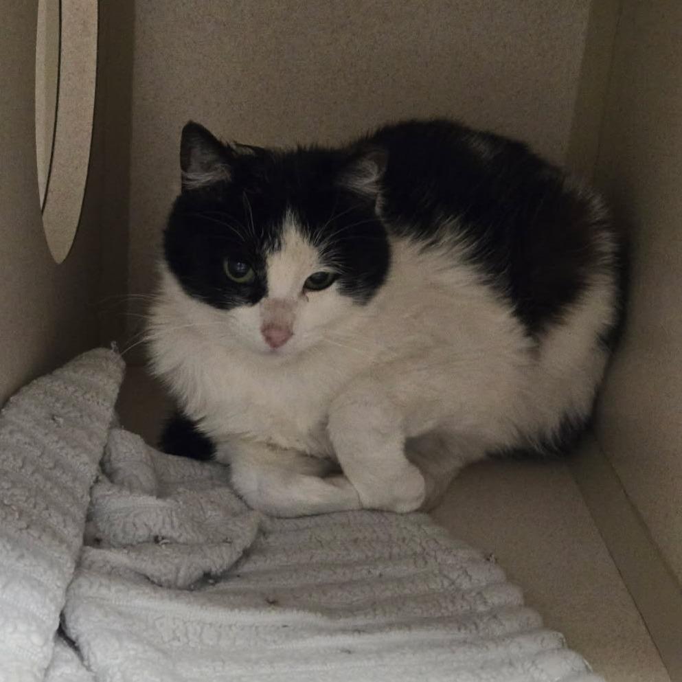 Enlarge Cactus, a Adoptable Domestic Short Hair in Durango, CO image 1/1