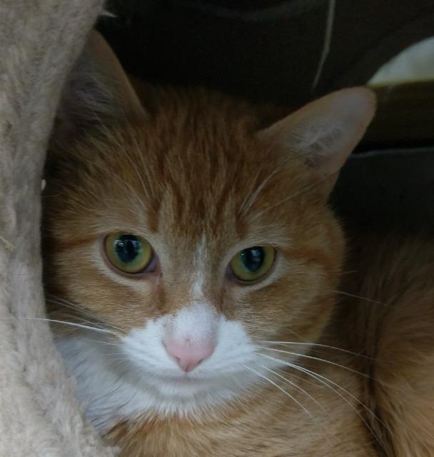 Enlarge Freddy, a Adoptable mixed breed in Brainardsville, NY image 1/1