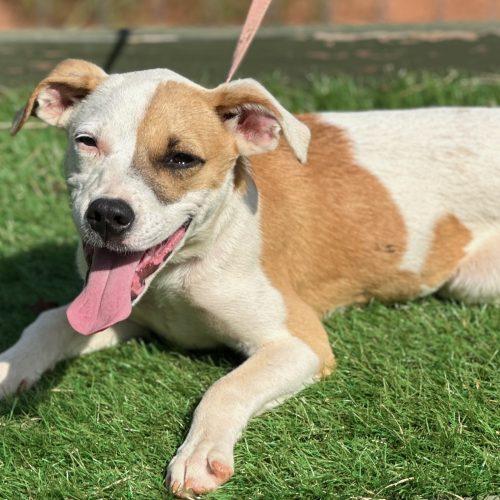 Lita, Adoptable, Puppy Female Mixed Breed.