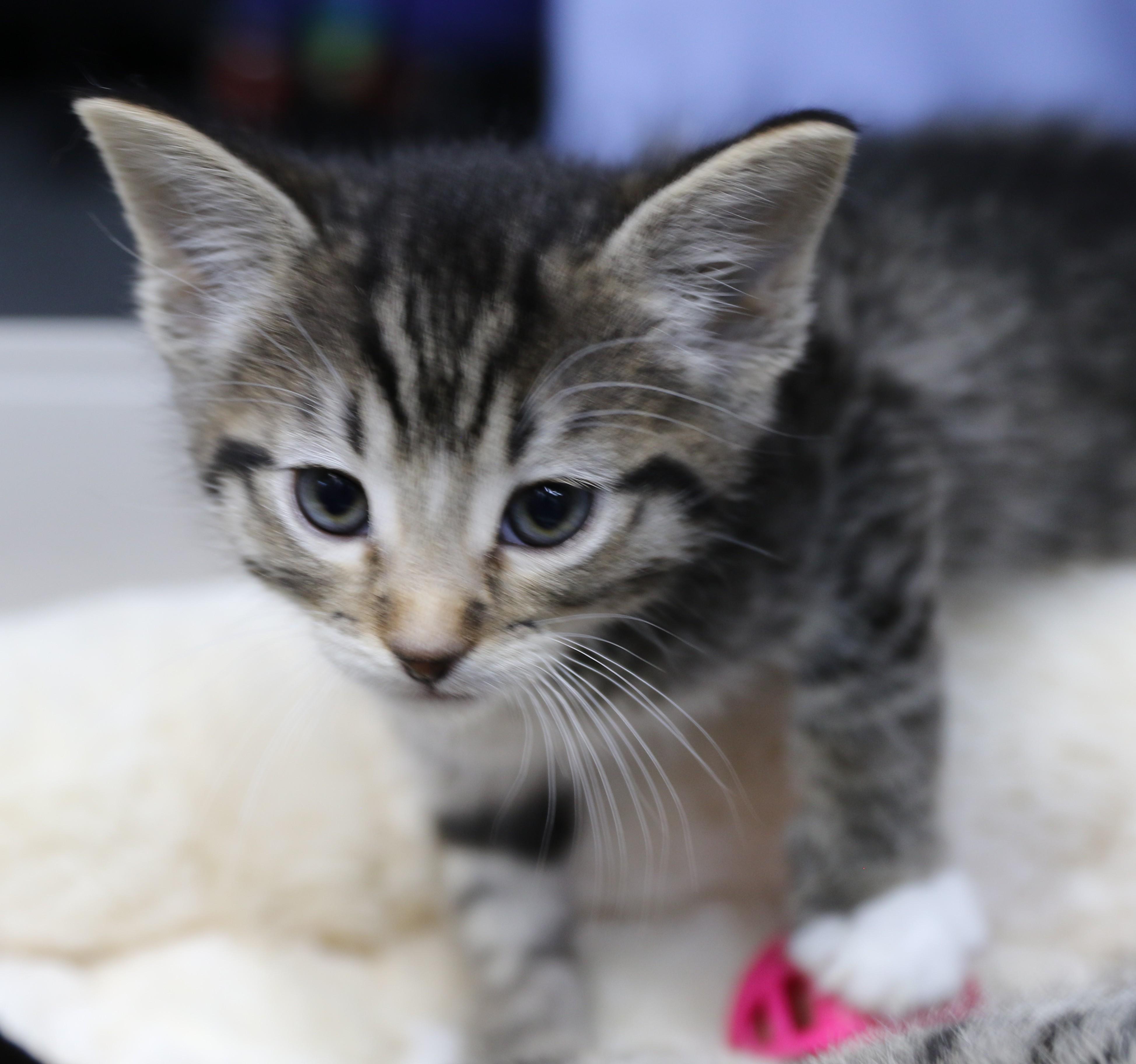Luke, a Adoptable Tabby in Cut Bank, MT image 1/4