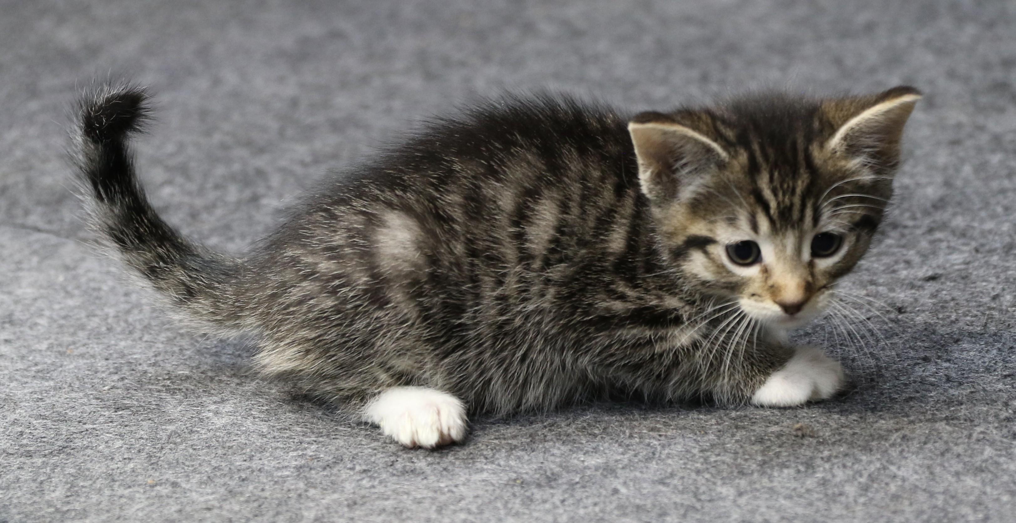 Luke, a Adoptable Tabby in Cut Bank, MT image 3/4