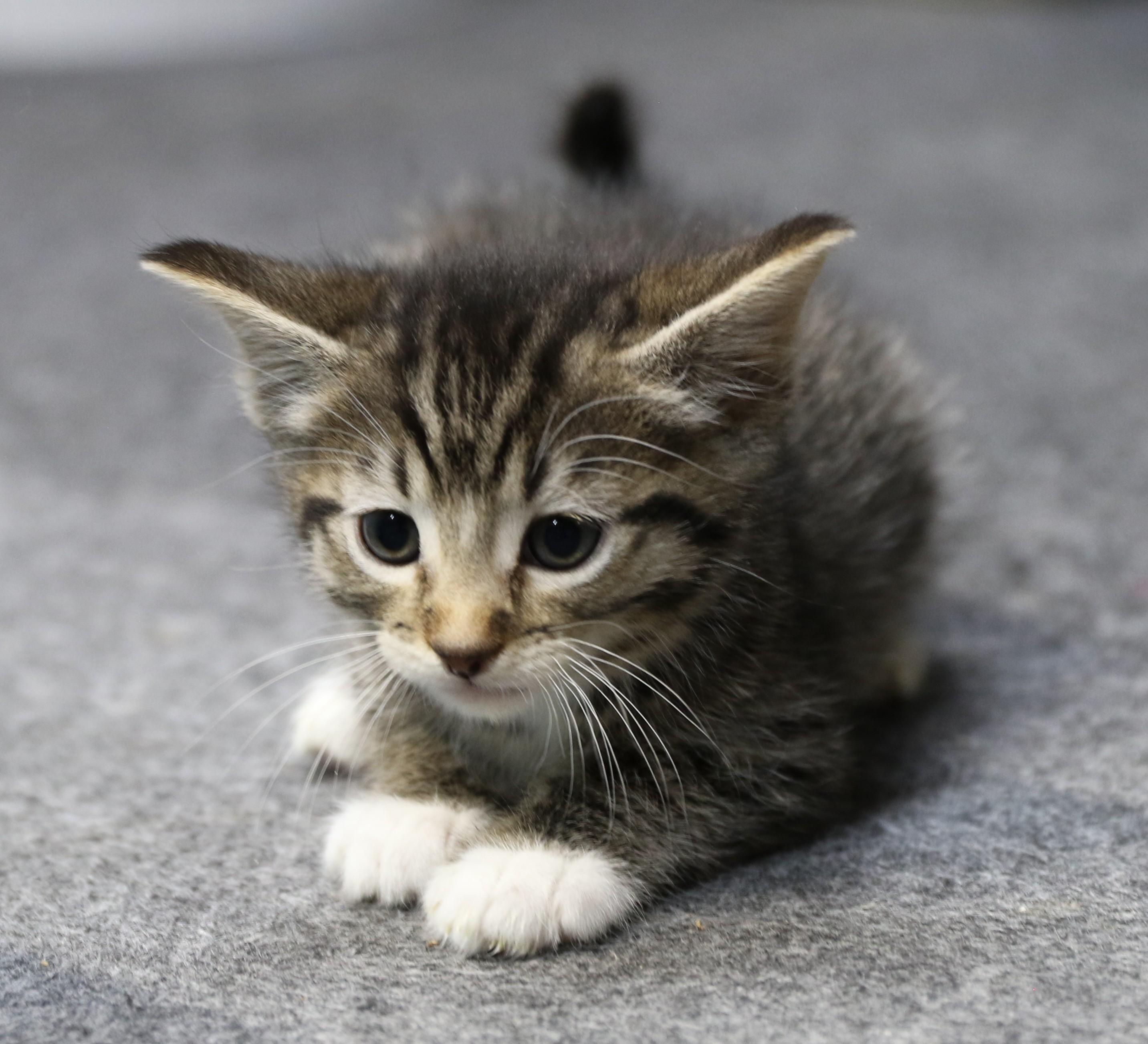 Luke, a Adoptable Tabby in Cut Bank, MT image 2/4