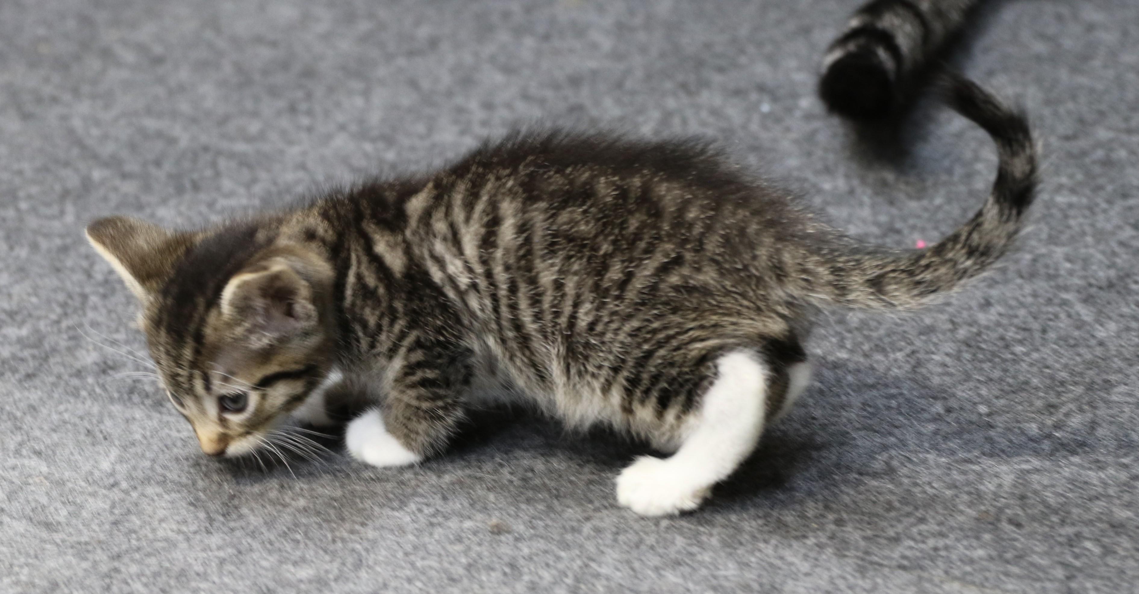 Luke, a Adoptable Tabby in Cut Bank, MT image 4/4