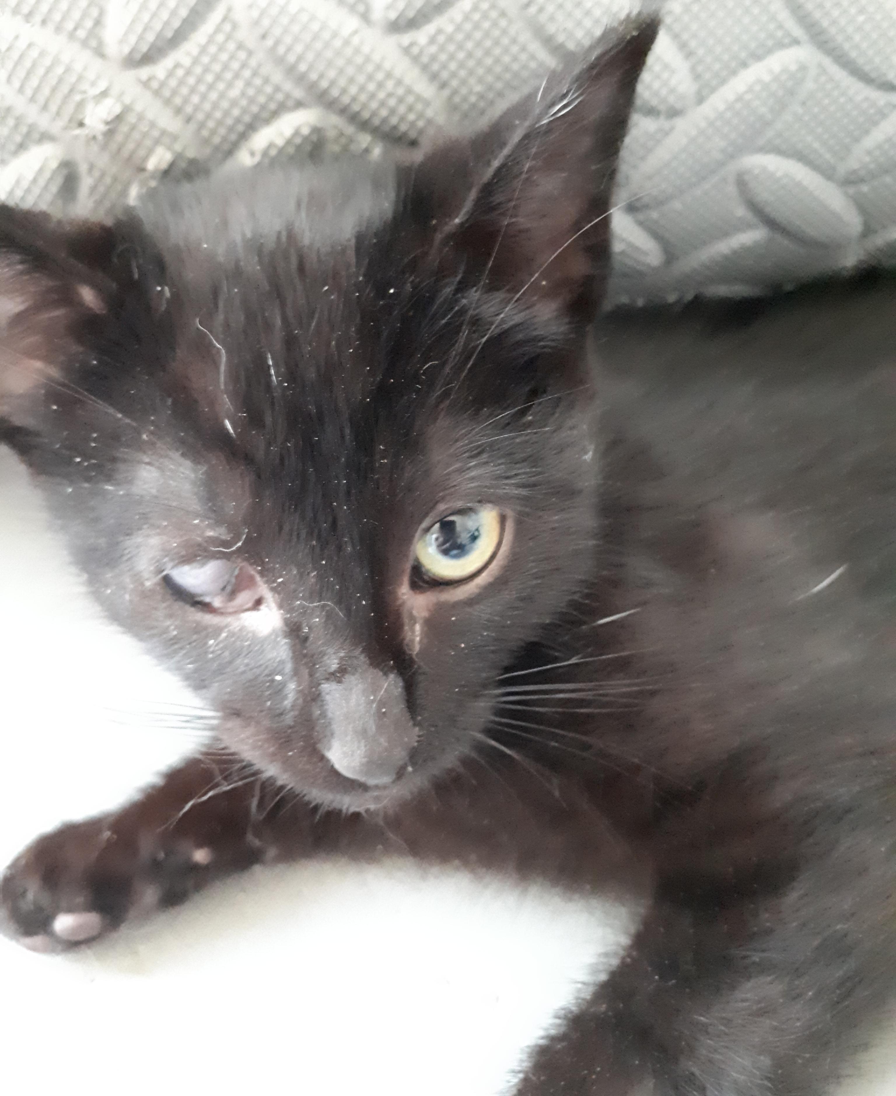 Mystery, an adoptable Domestic Short Hair in Winnipeg, MB, R2W 2B3 | Photo Image 1