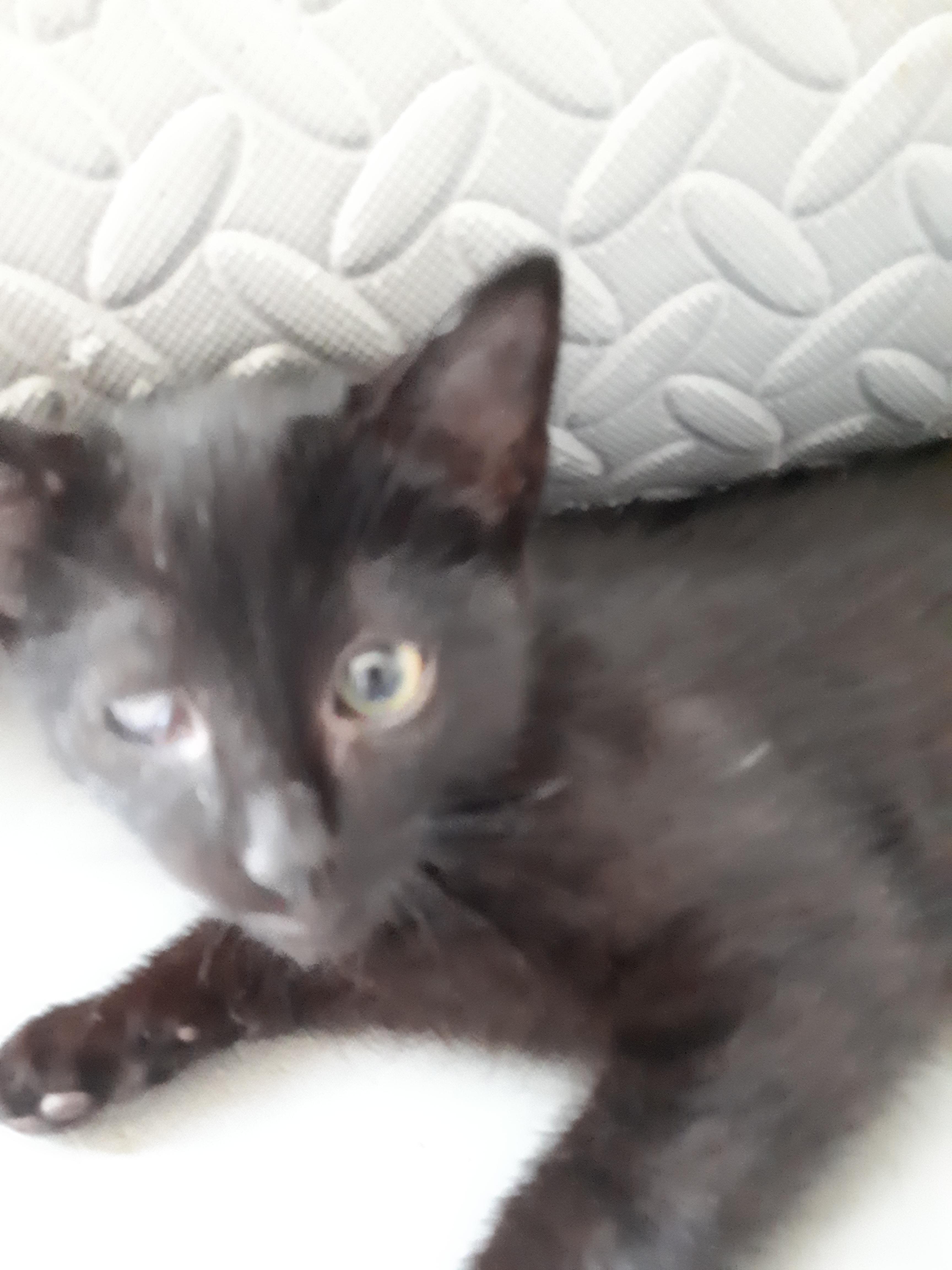 Mystery, an adoptable Domestic Short Hair in Winnipeg, MB, R2W 2B3 | Photo Image 3