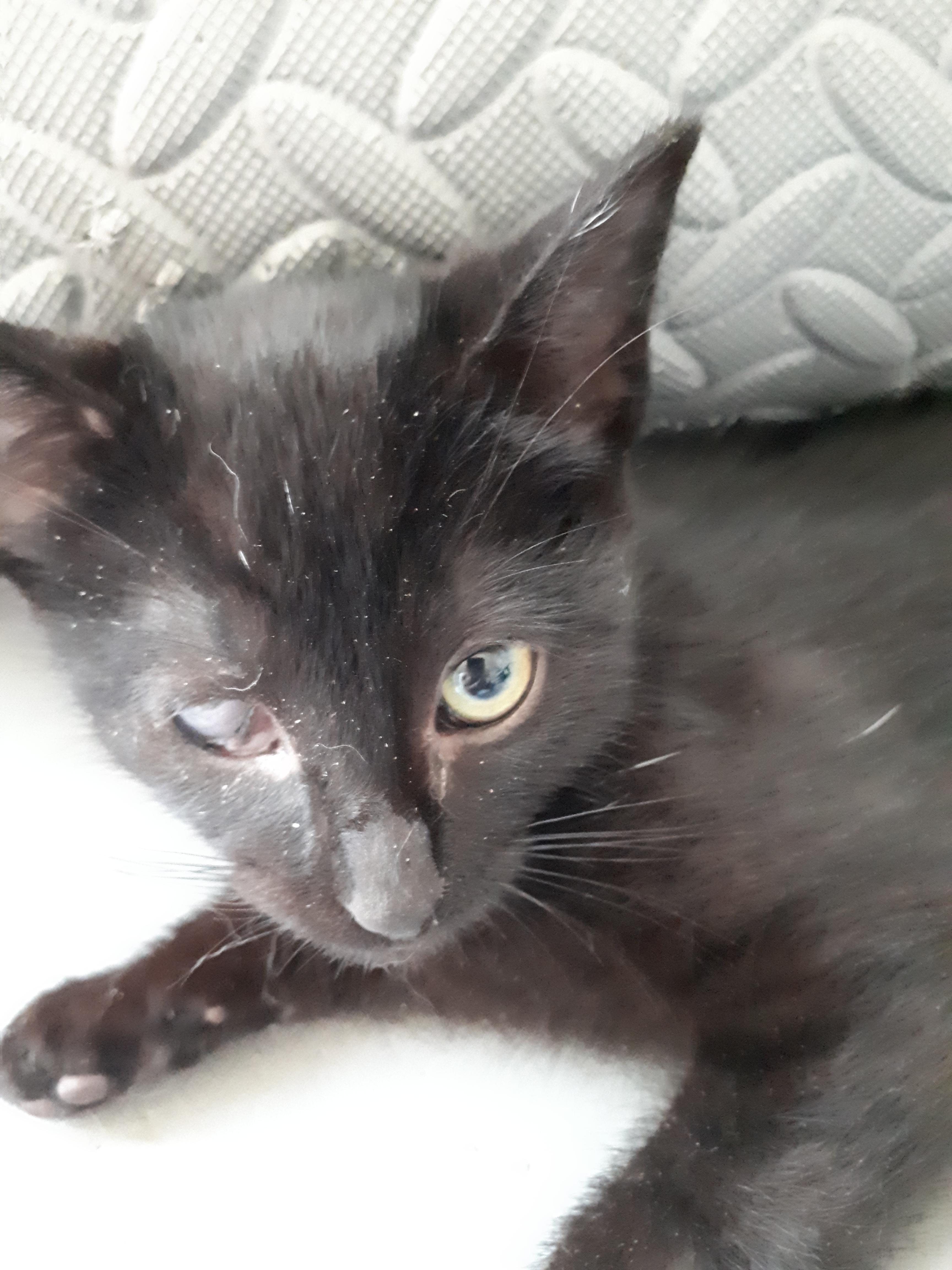 Mystery, a Adoptable Domestic Short Hair in Winnipeg, MB image 3/3