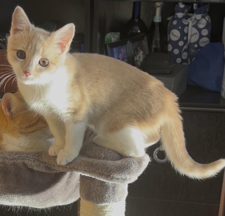 Enlarge Dafodil, a ADOPTABLE Domestic Short Hair in Ardsley, NY image 2/2