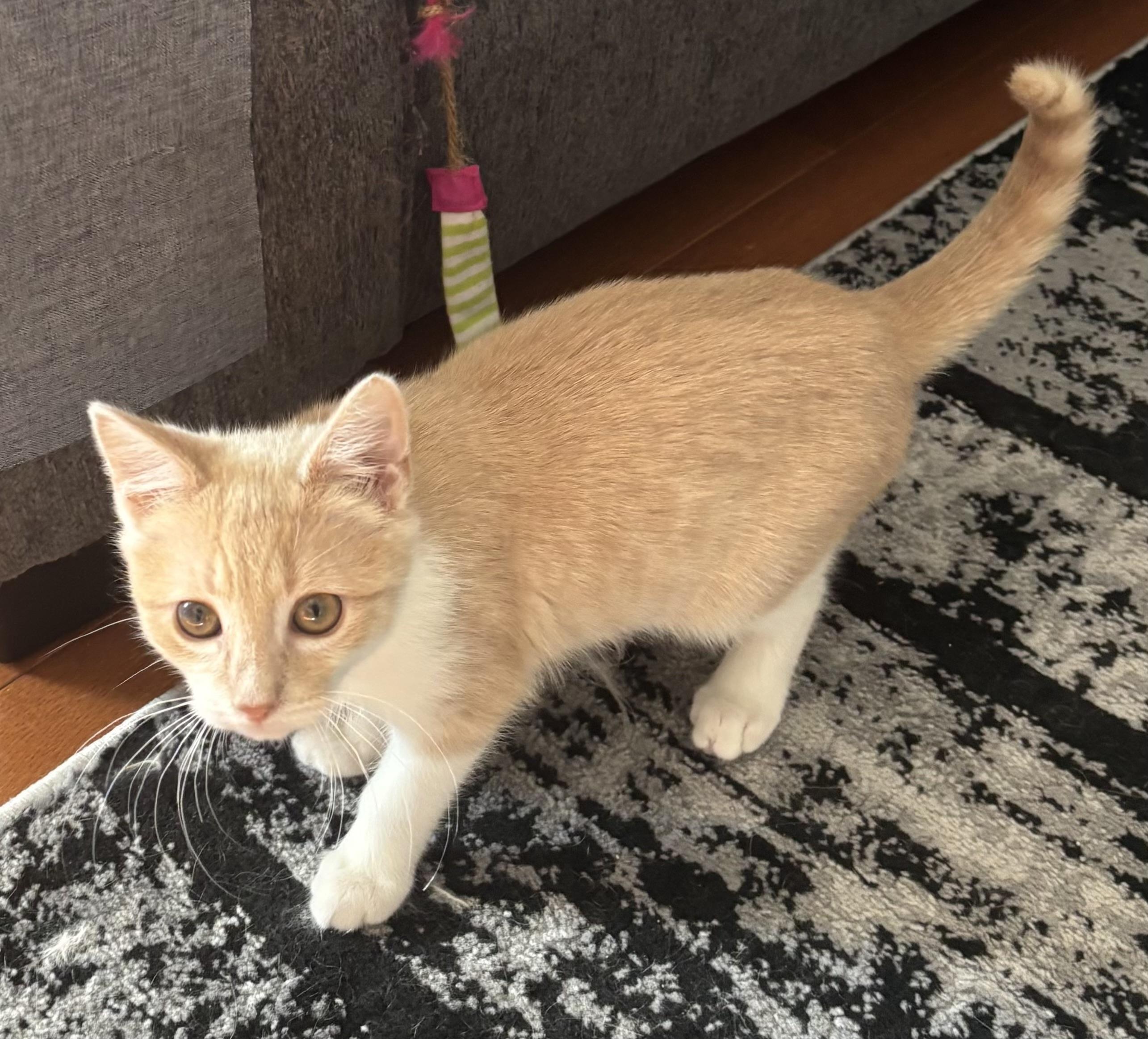 Dafodil, ADOPTABLE, Kitten Female Domestic Short Hair.