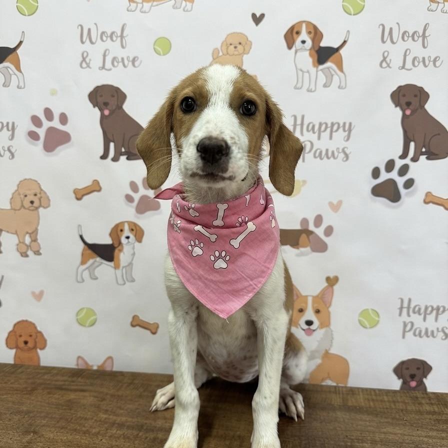 Enlarge Annie, a Adoptable Beagle in Princeton, KY image 1/1