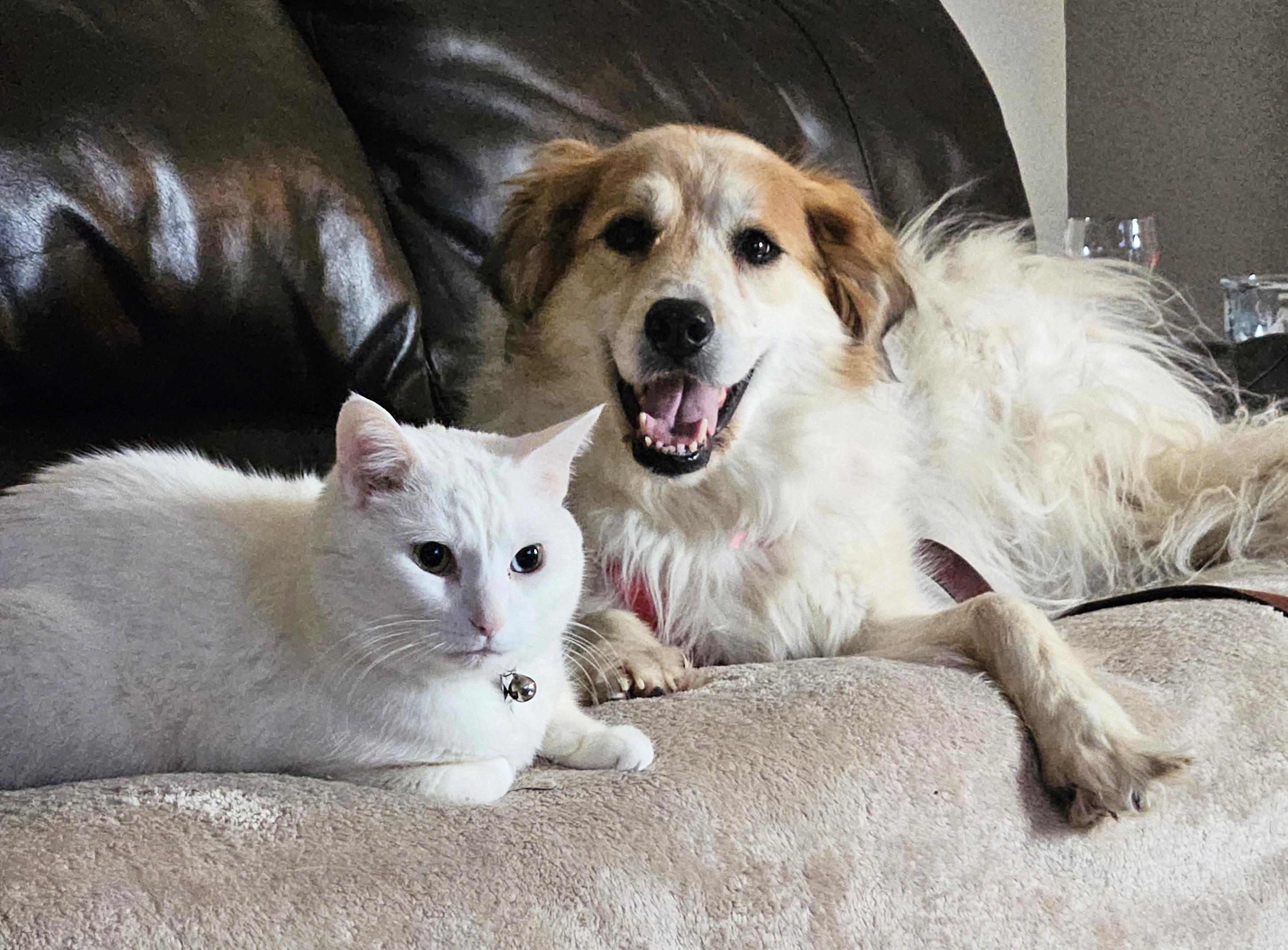 Beryl (Miss Bea), Senior Female Great Pyrenees