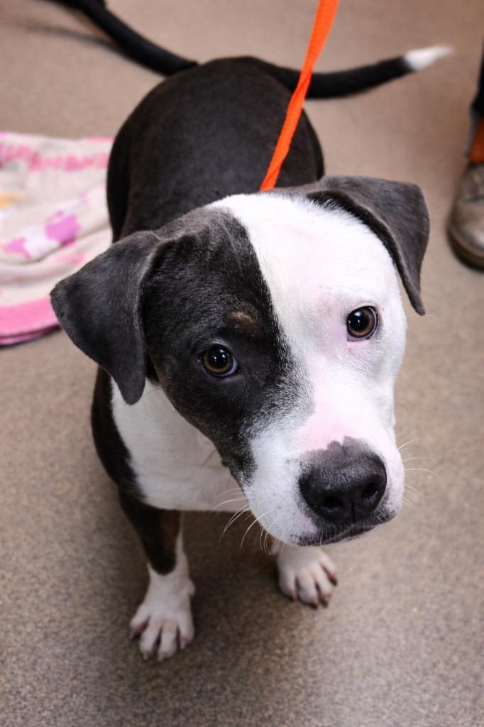 Bells Ferry 3/Bono, Adoptable, Young Male Mixed Breed.