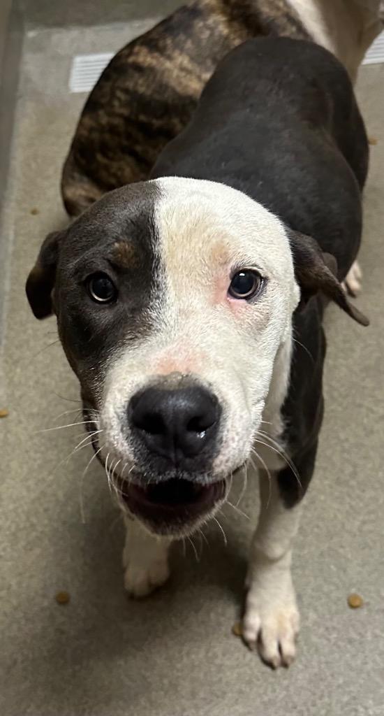 Bells Ferry 3/Bono, Adoptable, Young Male Mixed Breed.