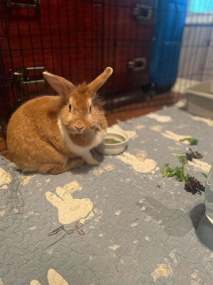 Soba, Adoptable, Adult Female Lionhead.