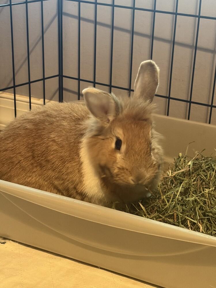 Soba, a Adoptable mixed breed in Longwood, FL image 2/3